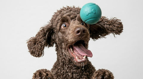 Play & Enrichment
