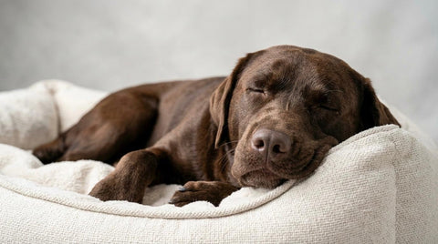 Rest & Recharge