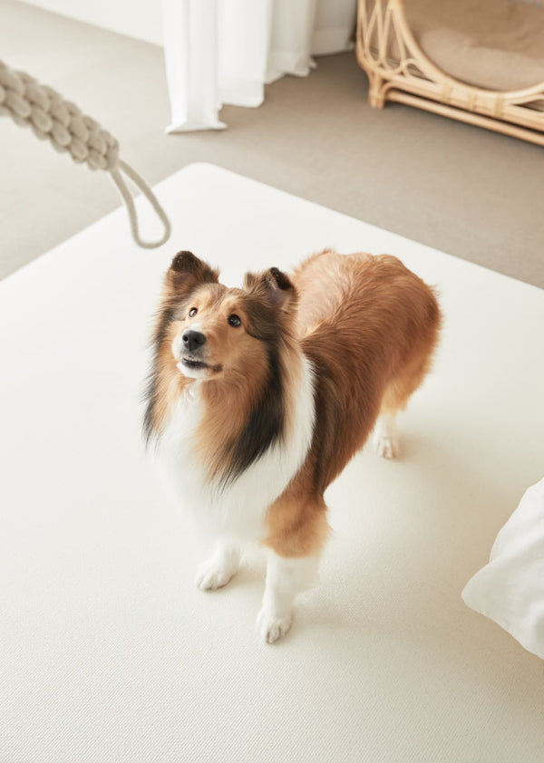 Barky