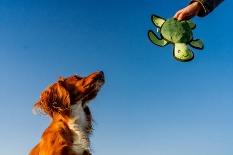 Beco Plush Dog Toy | Turtle