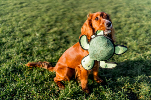 Beco Plush Dog Toy | Turtle