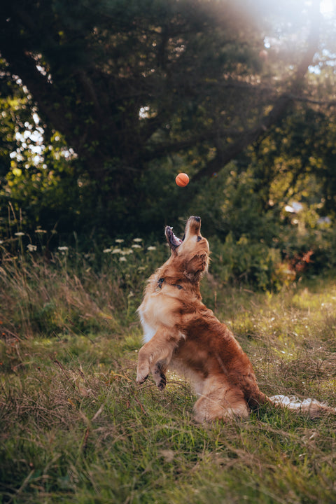 Beco Fetch Ball