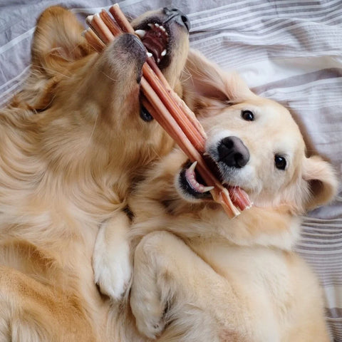 Belly Up 100% Natural Beef Bully Stick | Odour-Free