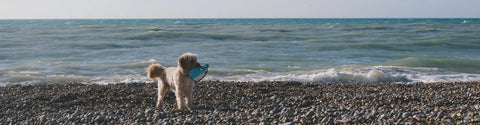 Beco Plush Dog Toy | Whale