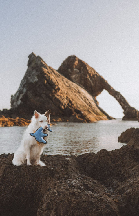 Beco Plush Dog Toy | Dolphin