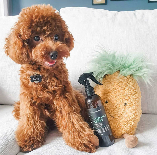 Essential Dog