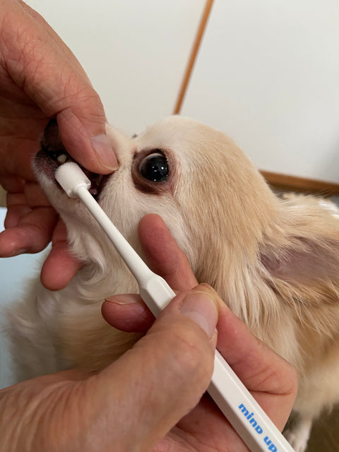 Mind Up KENKO CARE Toothbrush | Cylinder Head