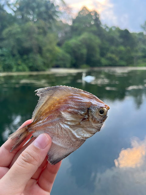 Belly Up Eco 100% Natural Eco-Safe Mini Pomfret | Seasonal