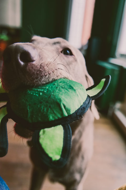 Beco Plush Dog Toy | Turtle