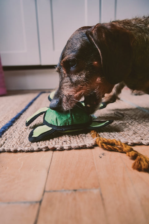 Beco Plush Dog Toy | Turtle