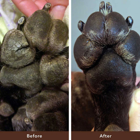 Natural Dog Company Paw Soother