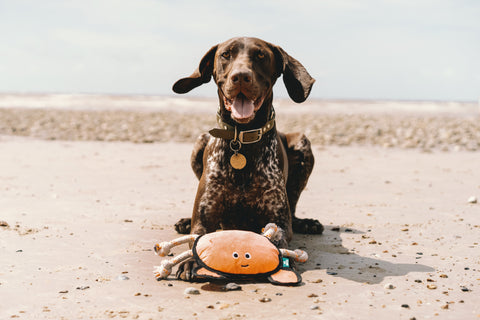 Beco Plush Dog Toy | Crab