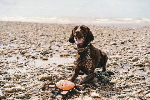 Beco Plush Dog Toy | Crab