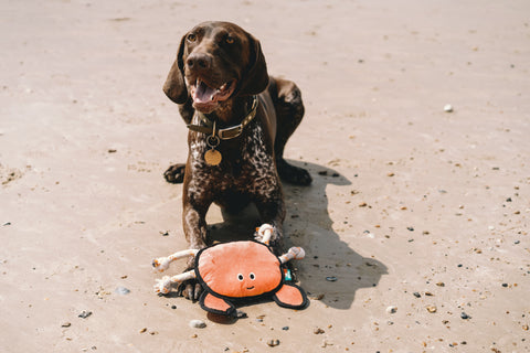 Beco Plush Dog Toy | Crab