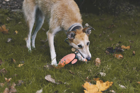 Beco Plush Dog Toy | Crab