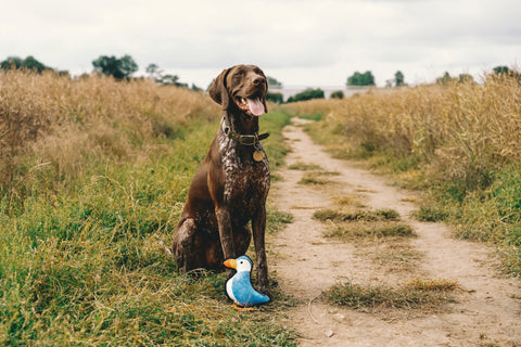 Beco Plush Dog Toy | Puffin