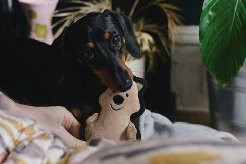 Beco Plush Dog Toy | Quokka