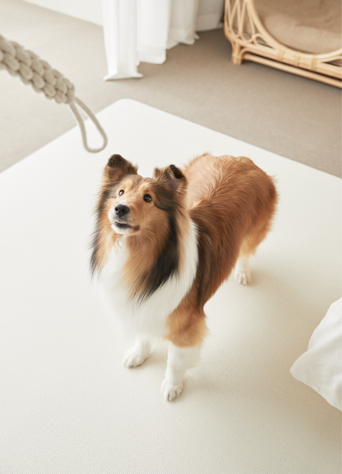 Barky Premium Pet Anti Slip Mat | Beige