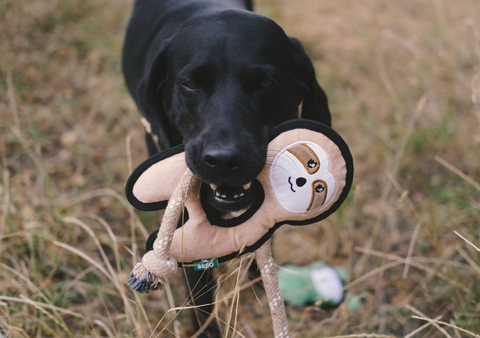 Beco Plush Dog Toy | Sloth