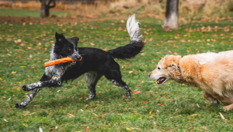 Ruffwear Gnawt-a-Stick™ Rubber Floating Toy | Fetch
