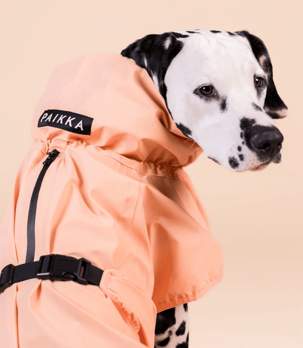 PAIKKA