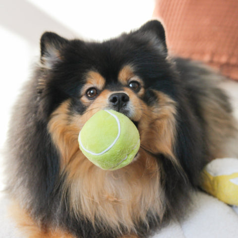 Lambwolf Collective Tennis Pop