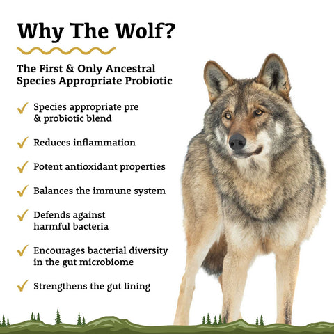 Adored Beast Apothecary Roots The Wolf | Species Appropriate Probiotic
