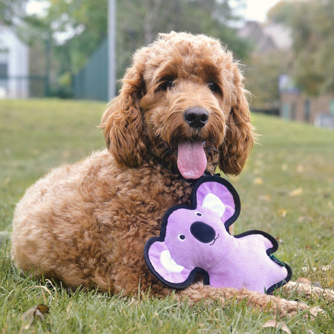 Beco Plush Dog Toy | Koala