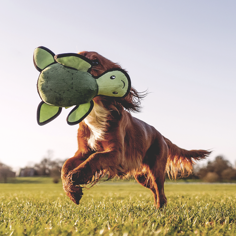 Beco Plush Dog Toy | Turtle