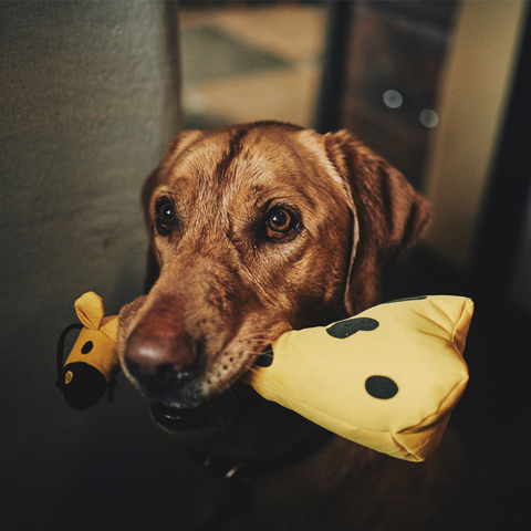 Beco Plush Dog Toy | Giraffe