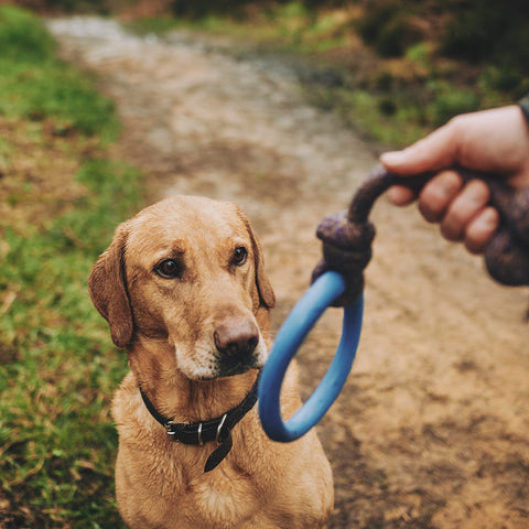 Beco Rubber Hoop on Rope