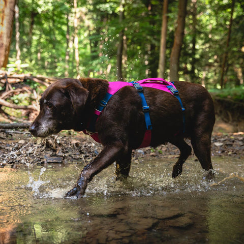 Ruffwear Flagline™ Harness