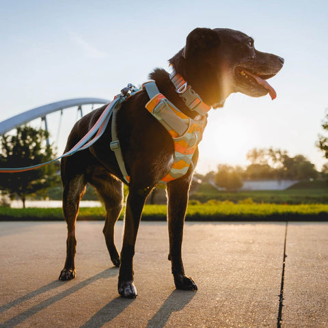 Ruffwear Front Range® Harness