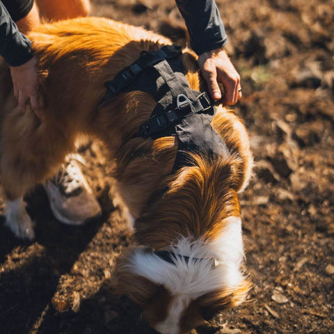 Ruffwear Ridgeline™ Harness