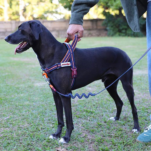 Zee.Dog SofterWalk Harness | No-Pull