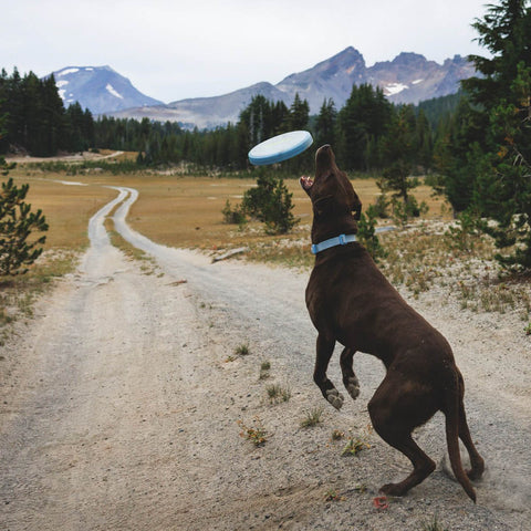 Ruffwear Camp Flyer™ Toy