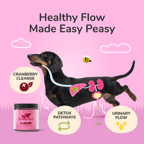 kin+kind Organic Supplement - Urinary Tract