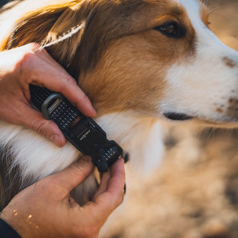 Ruffwear Ridgeline™ Collar