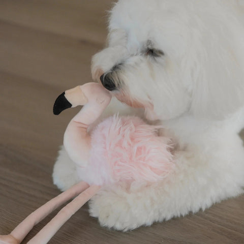 Lambwolf Collective Flamingo