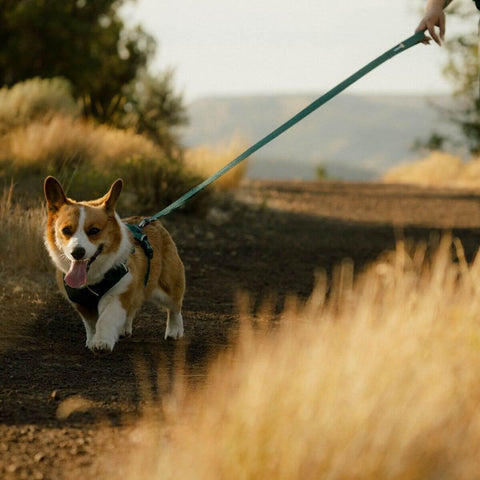 Ruffwear Front Range™ Flex Leash