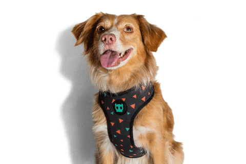 Zee.Dog Air Mesh Harness