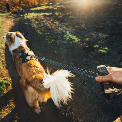 Ruffwear Ridgeline™ Leash