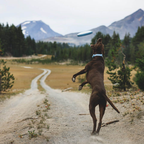 Ruffwear Camp Flyer™ Toy