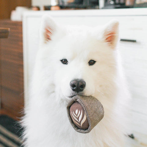 Lambwolf Collective Latte Pop