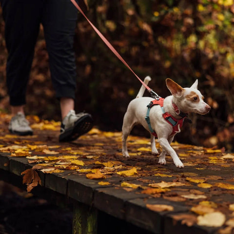 Ruffwear Hi & Light™ Harness