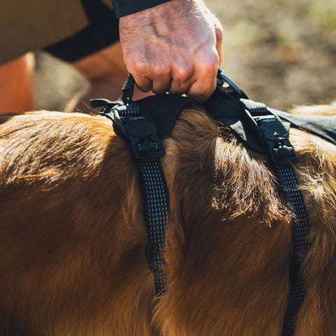 Ruffwear Ridgeline™ Harness