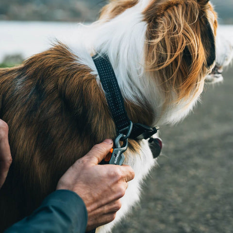 Ruffwear Ridgeline™ Collar