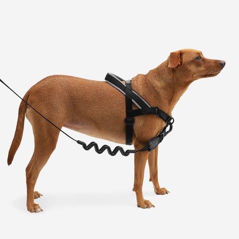 Zee.Dog SofterWalk Harness | No-Pull