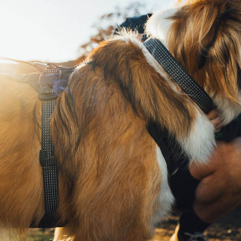 Ruffwear Ridgeline™ Harness