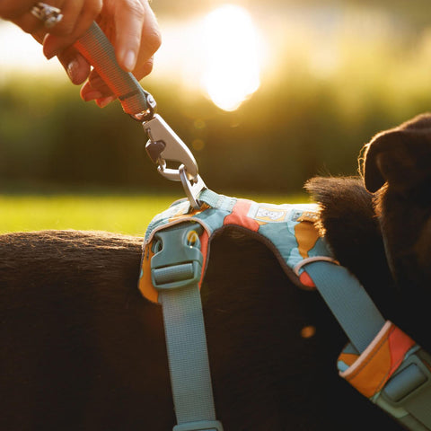 Ruffwear Front Range® Harness